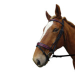 Showcraft – Red Flare Hanoverian Bridle